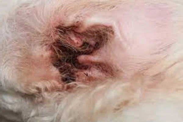 Sarna otodécica em cães 3vettop% Sarna otodécica em cães