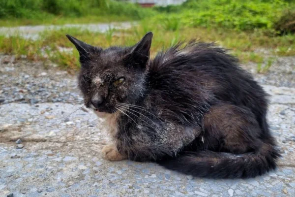 Sarna sarcóptica em gatos 1vettop% Sarna sarcóptica em gatos