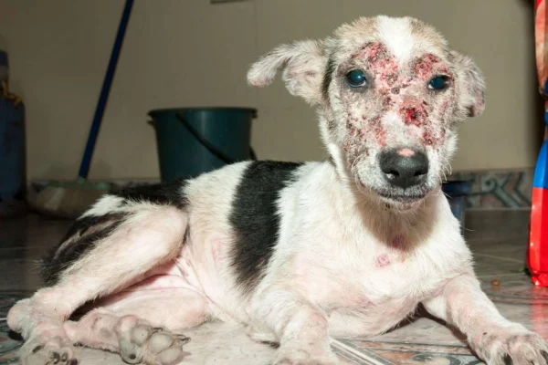 Sarna sarcóptica em cães 2vettop% Sarna sarcóptica em cães