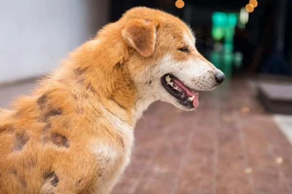 Sarna sarcóptica em cães 1vettop% Sarna sarcóptica em cães