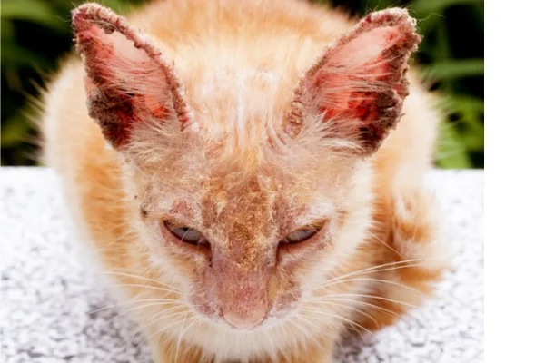 Sarna sarcóptica em gatos 2vettop% Sarna sarcóptica em gatos