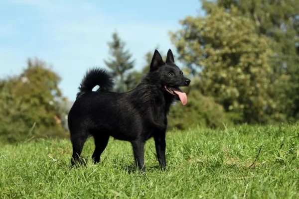 Schipperke 2vettop% Schipperke