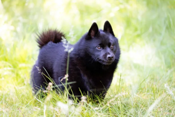 Schipperke 1vettop% Schipperke