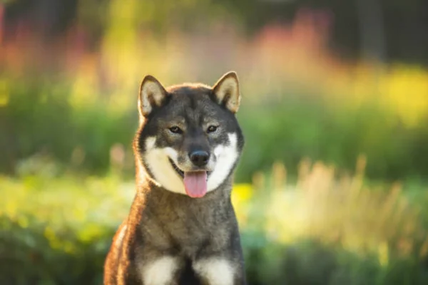 Shikoku Inu 1vettop% Shikoku Inu