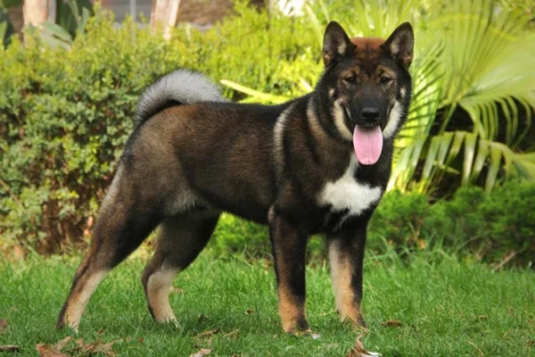Shikoku Inu 2vettop% Shikoku Inu
