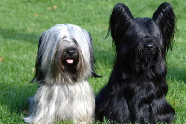 Skye Terrier 2vettop% Skye terrier
