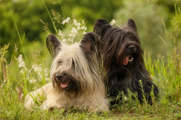 Skye Terrier 1vettop% Skye terrier
