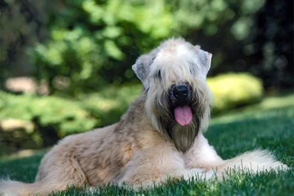 Soft Coated Wheaten Terrier 2vettop% Soft coated wheaten terrier