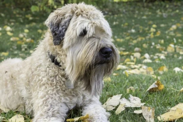 Soft Coated Wheaten Terrier 1vettop% Soft coated wheaten terrier
