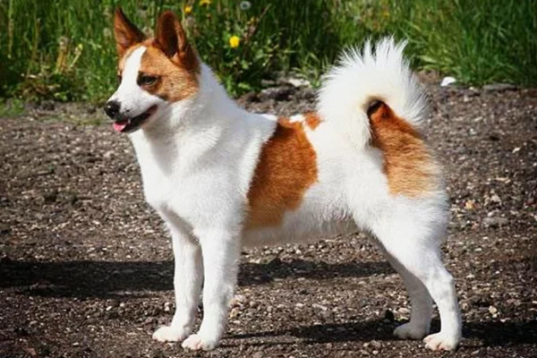 Spitz de Norrbotten 1vettop% Spitz de norrbotten