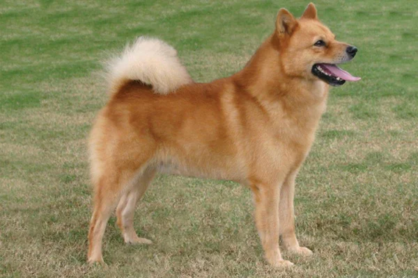 Spitz Finlandês 2vettop% Spitz finlandês