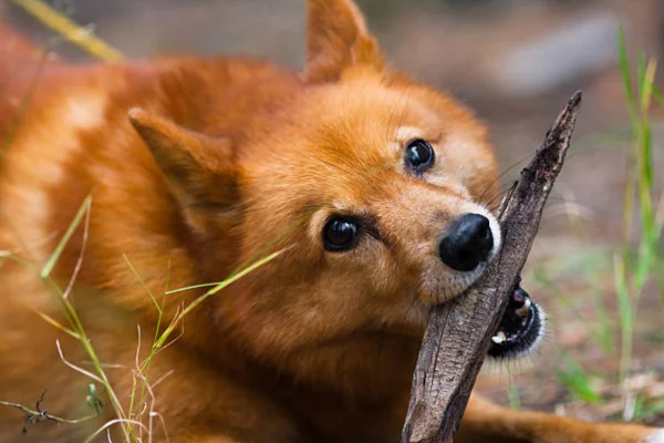 Spitz Finlandês 1vettop% Spitz finlandês