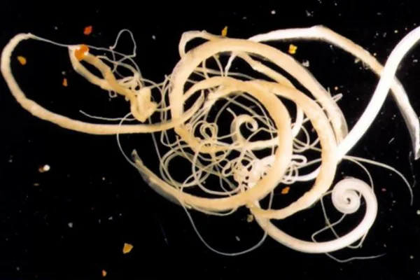 Trichuríase Em Súinos (Trichuris suis) 1vettop% Trichuríase em Suínos