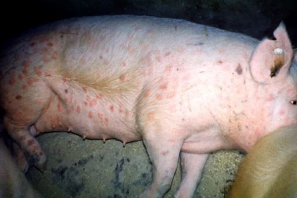 Trichuríase Em Súinos (Trichuris suis) 2vettop% Trichuríase em Suínos