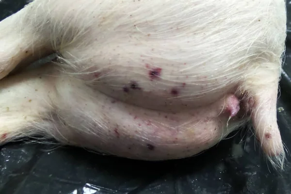 Tuberculose Suína 1vettop% Tuberculose Suína