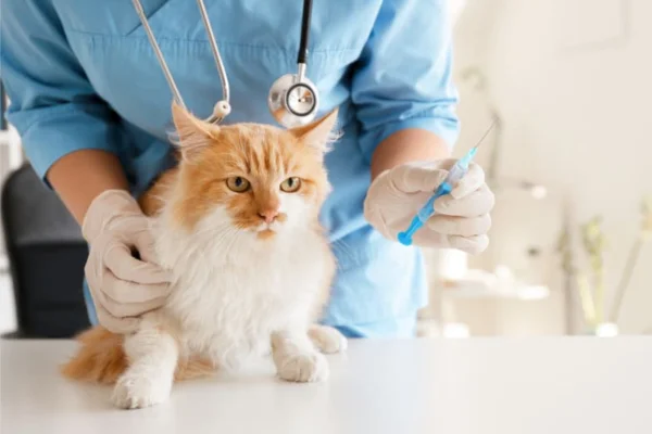 Vacina antirrábica para gatos 1vettop% Vacina antirrábica para gatos (1)