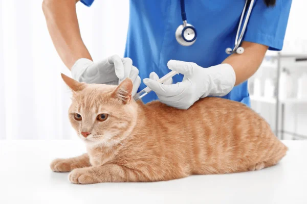 Vacina antirrábica para gatos 2vettop% Vacina antirrábica para gatos (1)
