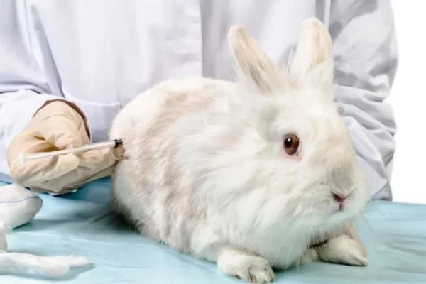 Vacinas para coelhos 1vettop% Vacinas para coelhos