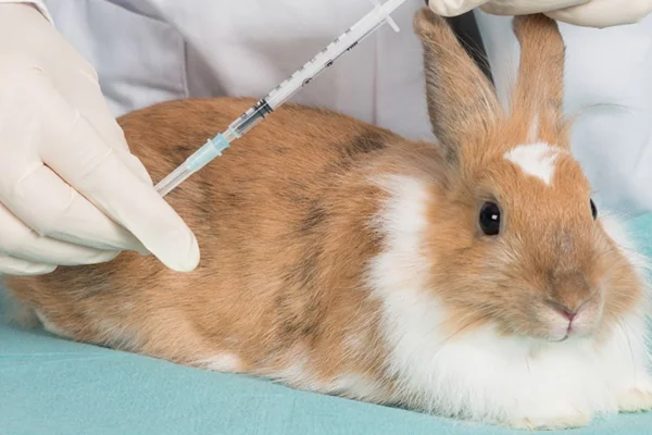 Vacinas para coelhos 2vettop% Vacinas para coelhos