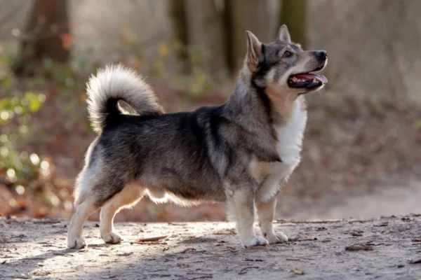 Vallhund Sueco 1vettop% Vallhund Sueco
