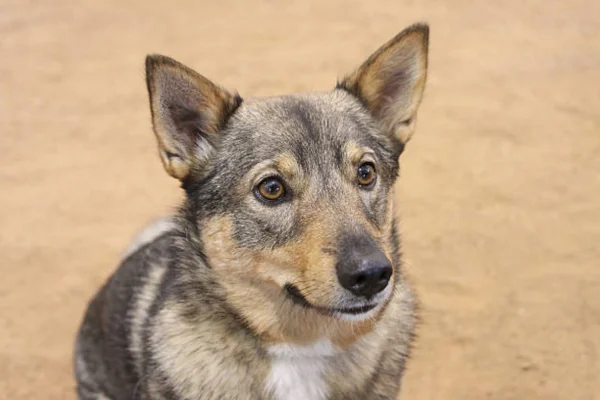 Vallhund Sueco 2vettop% Vallhund Sueco