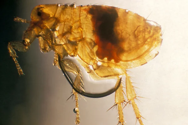 Tipos de Pulgas e Como Identificá-las 4vettop% Xenopsylla cheopis