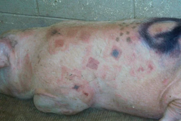 Erisipela Suína 1vettop% Erysipelothrix rhusiopathiaeErisipela Suína