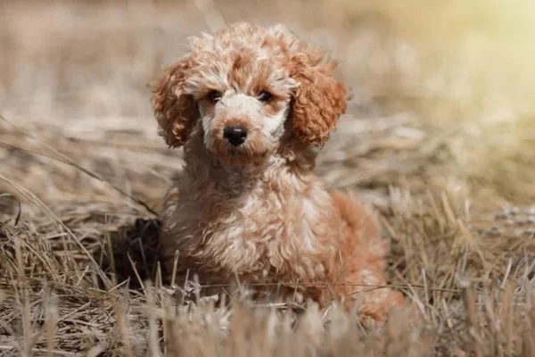 Poodle Miniatura 2vettop% poodle miniatura