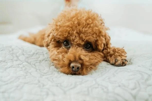Poodle Miniatura 1vettop% poodle miniatura