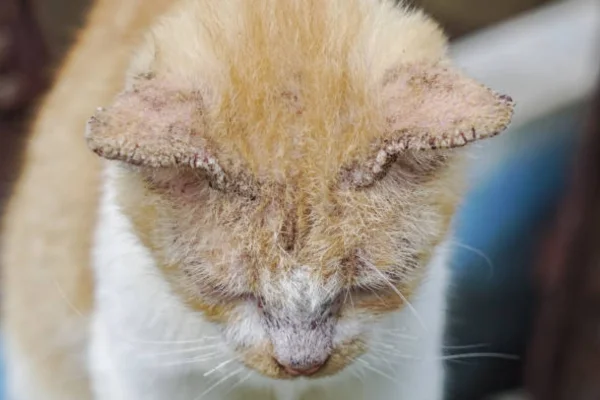 Sarna em gatos 2vettop% sarna em gatos