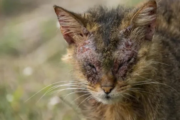 Sarna em gatos 1vettop% sarna em gatos