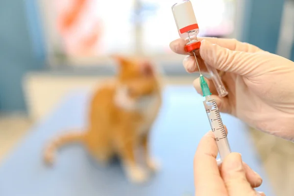 A Importância das Vacinas para Cães e Gatos 2vettop% A Importância das Vacinas para Cães e Gatos (1)