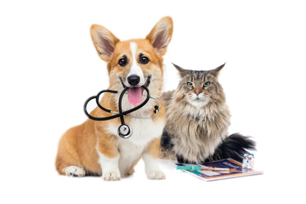 A Importância das Vacinas para Cães e Gatos 1vettop% A Importância das Vacinas para Cães e Gatos (1)