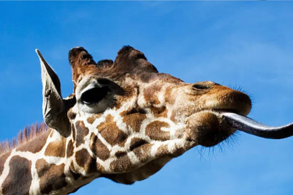 As Ameaças Que Podem Levar as Girafas à Extinção: 1vettop% Ameaças Que Podem Levar as Girafas à Extinção: