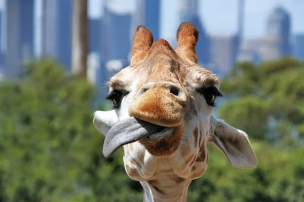 As Ameaças Que Podem Levar as Girafas à Extinção: 2vettop% Ameaças Que Podem Levar as Girafas à Extinção:
