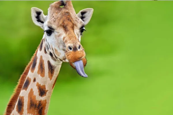 A Língua da Girafa 2vettop% A Fascinante Língua da Girafa