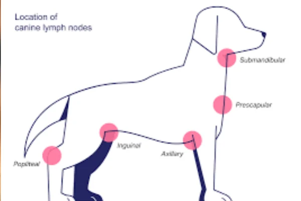 Adenocarcinoma em Cães Adenocarcinoma em Cães