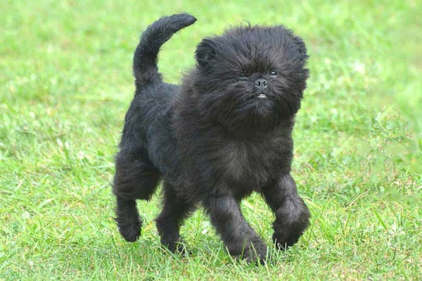 Affenpinscher 1vettop% Affenpinscher