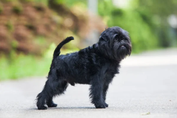 Affenpinscher 2vettop% Affenpinscher