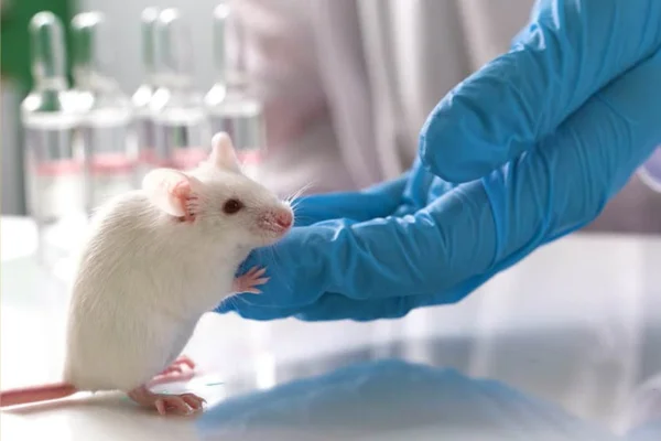 Animais Transgênicos 2vettop% Animais Transgênicos