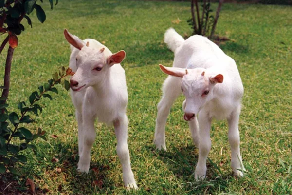 Animais Transgênicos 1vettop% Animais Transgênicos