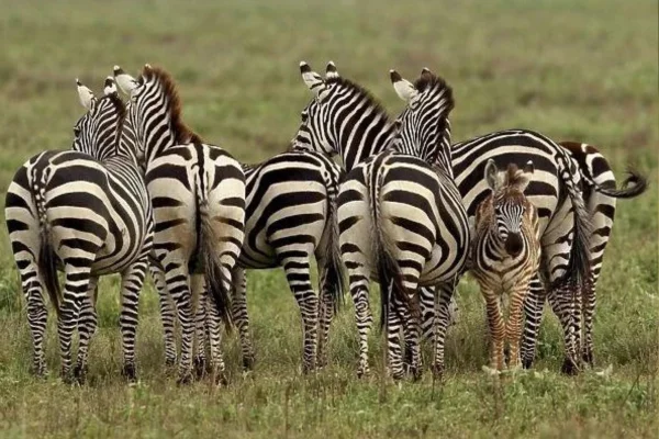Animais Ungulados 1vettop% Animais Ungulados