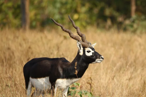 Animais Ungulados 2vettop% Animais Ungulados