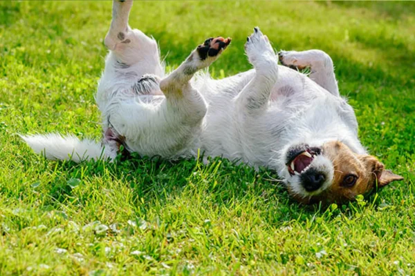 Apoquel para cachorro 1vettop% Apoquel para cachorro