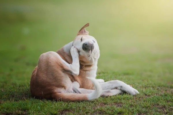 Apoquel para cachorro 2vettop% Apoquel para cachorro