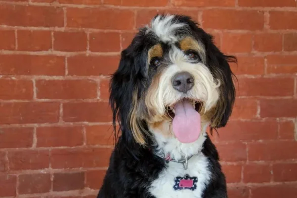 Bernedoodle 1vettop% Bernedoodle