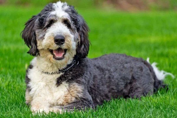 Bernedoodle 2vettop% Bernedoodle