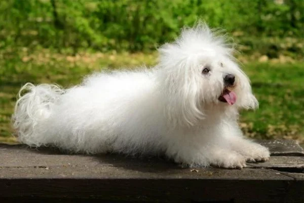 Bichon Bolonhês 1vettop% Bichon Bolonhês