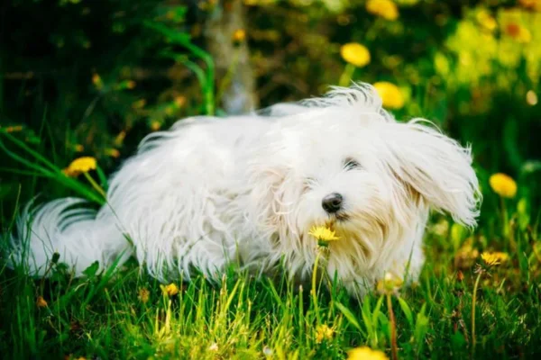 Bichon Bolonhês 2vettop% Bichon Bolonhês