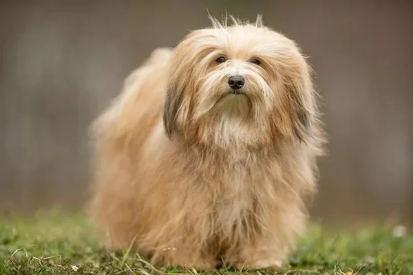Bichon Havanês 2vettop% Bichon Havanês